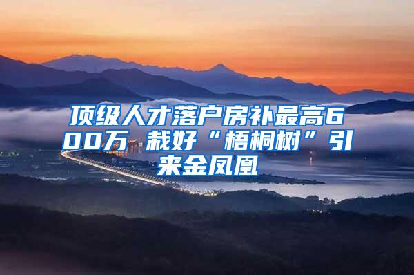 顶级人才落户房补最高600万 栽好“梧桐树”引来金凤凰